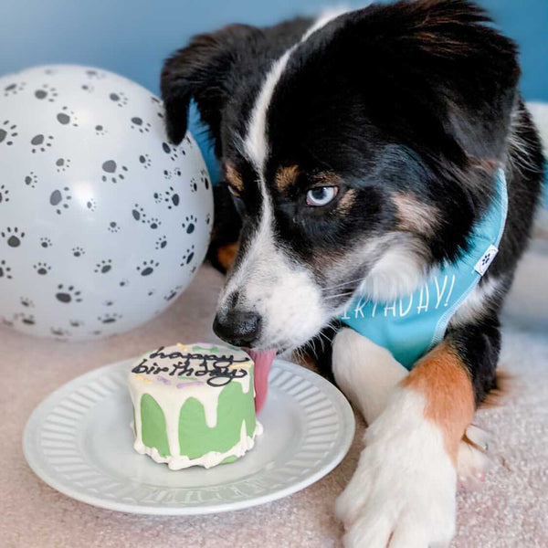 Happy Birthday | Dog Bandana